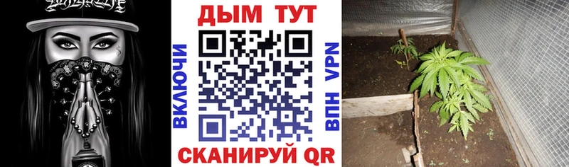 Бошки марихуана планчик  Купить закладки  Красный Холм 